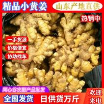 安徽小黄姜原产地直供量大从优物美价廉低价对接全国