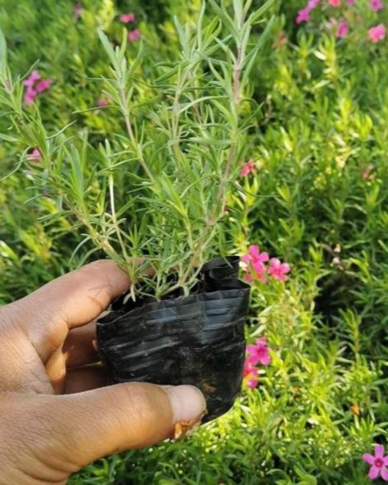四季福禄考花苗易种宿根花卉园林景观庭院花海易活耐寒旱
