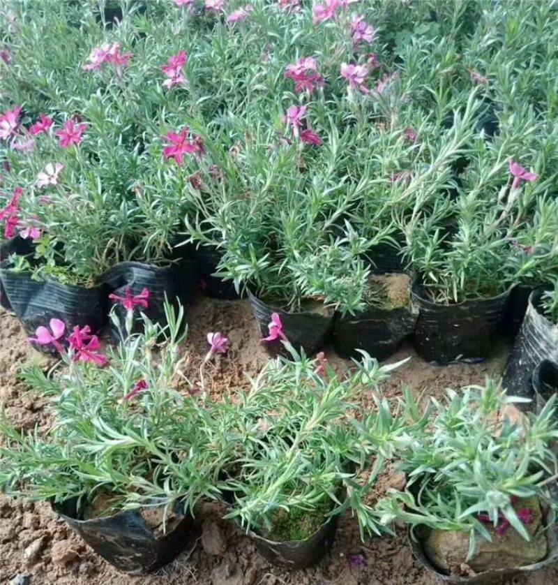 四季福禄考花苗易种宿根花卉园林景观庭院花海易活耐寒旱