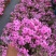 四季福禄考花苗易种宿根花卉园林景观庭院花海易活耐寒旱