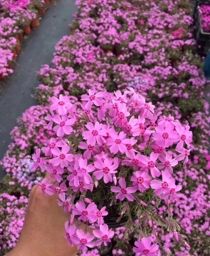 四季福禄考花苗易种宿根花卉园林景观庭院花海易活耐寒旱