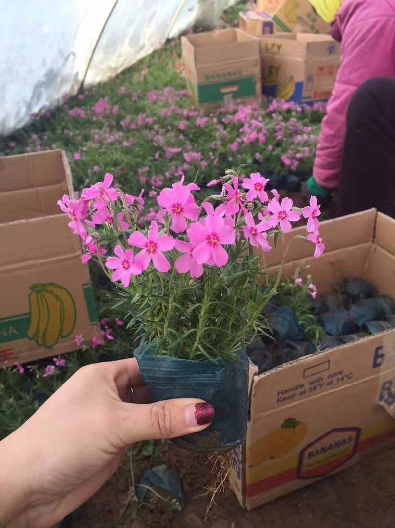 四季福禄考花苗易种宿根花卉园林景观庭院花海易活耐寒旱