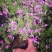 四季福禄考花苗易种宿根花卉园林景观庭院花海易活耐寒旱