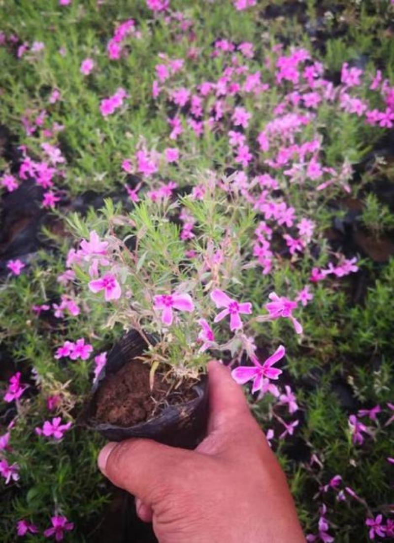 四季福禄考花苗易种宿根花卉园林景观庭院花海易活耐寒旱