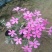 四季福禄考花苗易种宿根花卉园林景观庭院花海易活耐寒旱