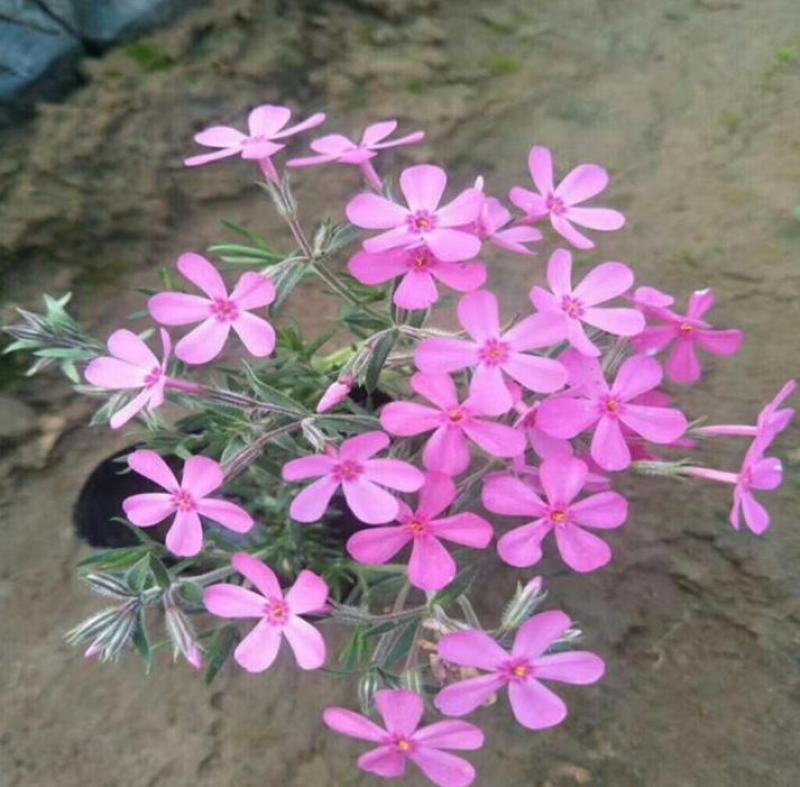 四季福禄考花苗易种宿根花卉园林景观庭院花海易活耐寒旱