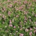 四季福禄考花苗易种宿根花卉园林景观庭院花海易活耐寒旱