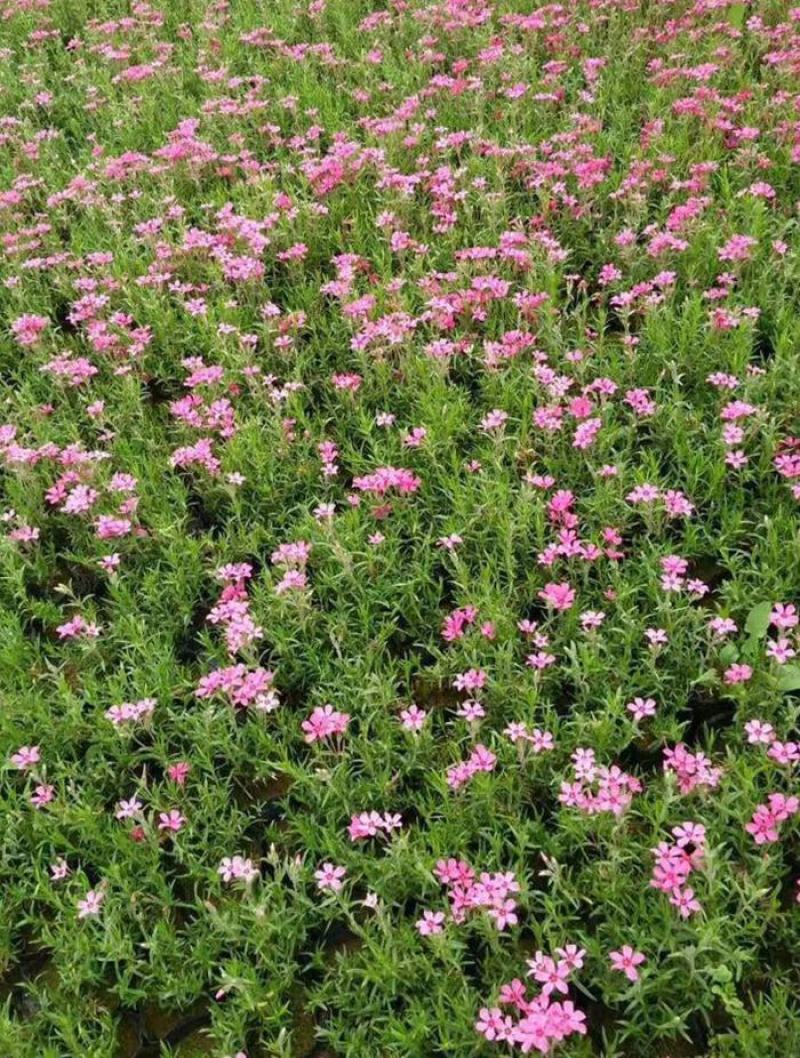 四季福禄考花苗易种宿根花卉园林景观庭院花海易活耐寒旱