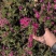 四季福禄考花苗易种宿根花卉园林景观庭院花海易活耐寒旱