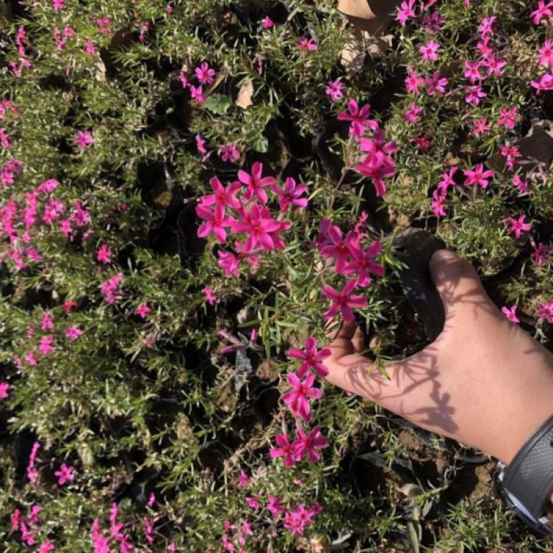 四季福禄考花苗易种宿根花卉园林景观庭院花海易活耐寒旱