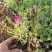 四季福禄考花苗易种宿根花卉园林景观庭院花海易活耐寒旱