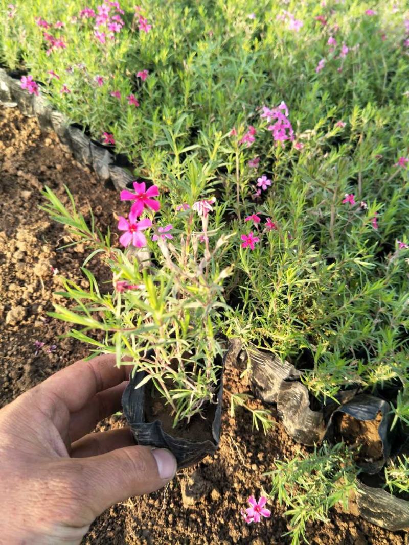四季福禄考花苗易种宿根花卉园林景观庭院花海易活耐寒旱