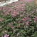 四季福禄考花苗易种宿根花卉园林景观庭院花海易活耐寒旱