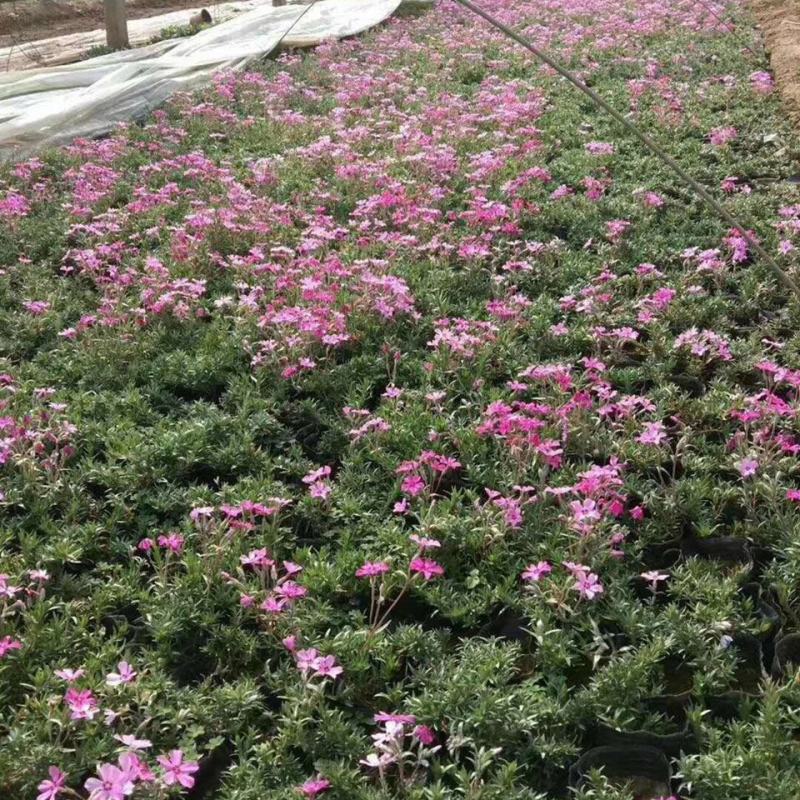 四季福禄考花苗易种宿根花卉园林景观庭院花海易活耐寒旱