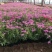 四季福禄考花苗易种宿根花卉园林景观庭院花海易活耐寒旱