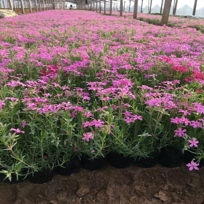 四季福禄考花苗易种宿根花卉园林景观庭院花海易活耐寒旱