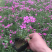 四季福禄考花苗易种宿根花卉园林景观庭院花海易活耐寒旱