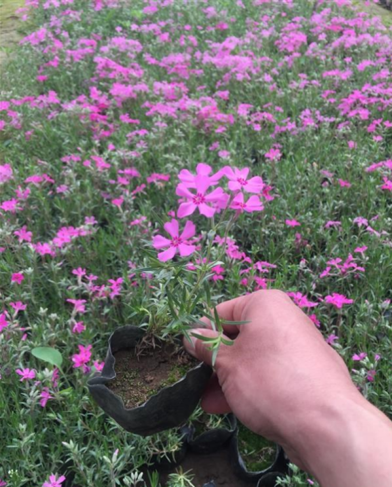 四季福禄考花苗易种宿根花卉园林景观庭院花海易活耐寒旱