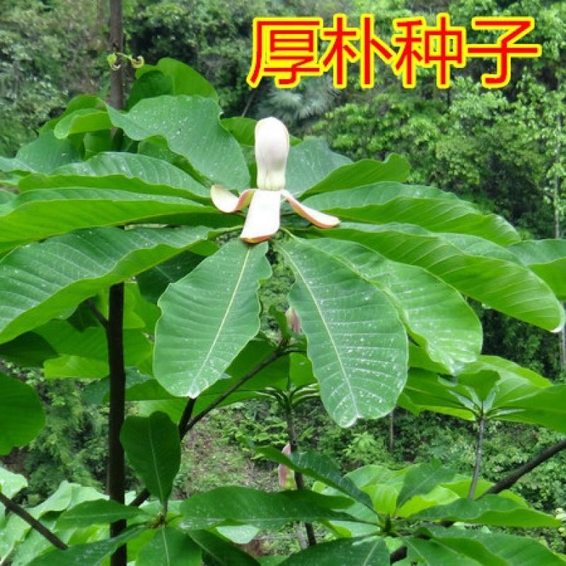 新采药材种子新采厚朴种子精选优质厚朴树种子可用作园林绿化