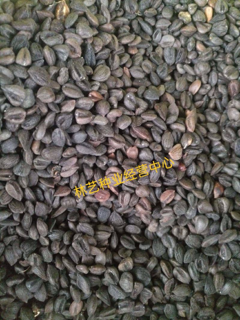 新采药材种子新采厚朴种子精选优质厚朴树种子可用作园林绿化