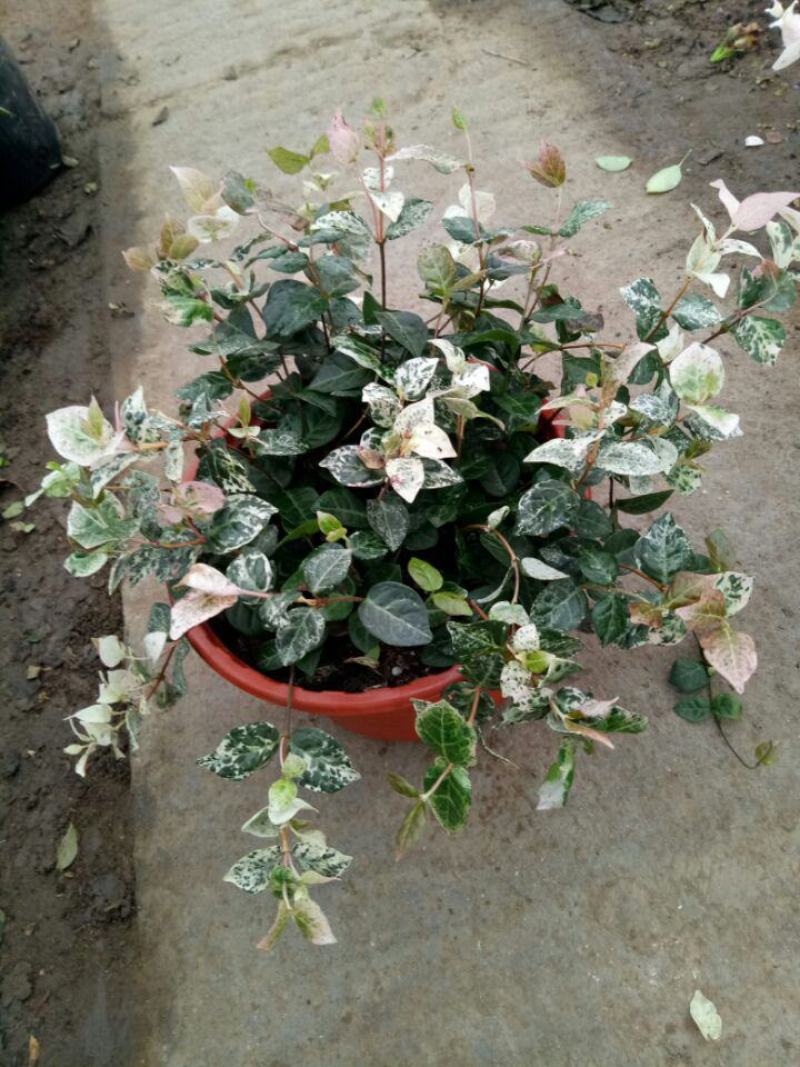 花叶络石盆栽阳台庭院好养植物五彩花卉室内彩叶垂吊黄金络石