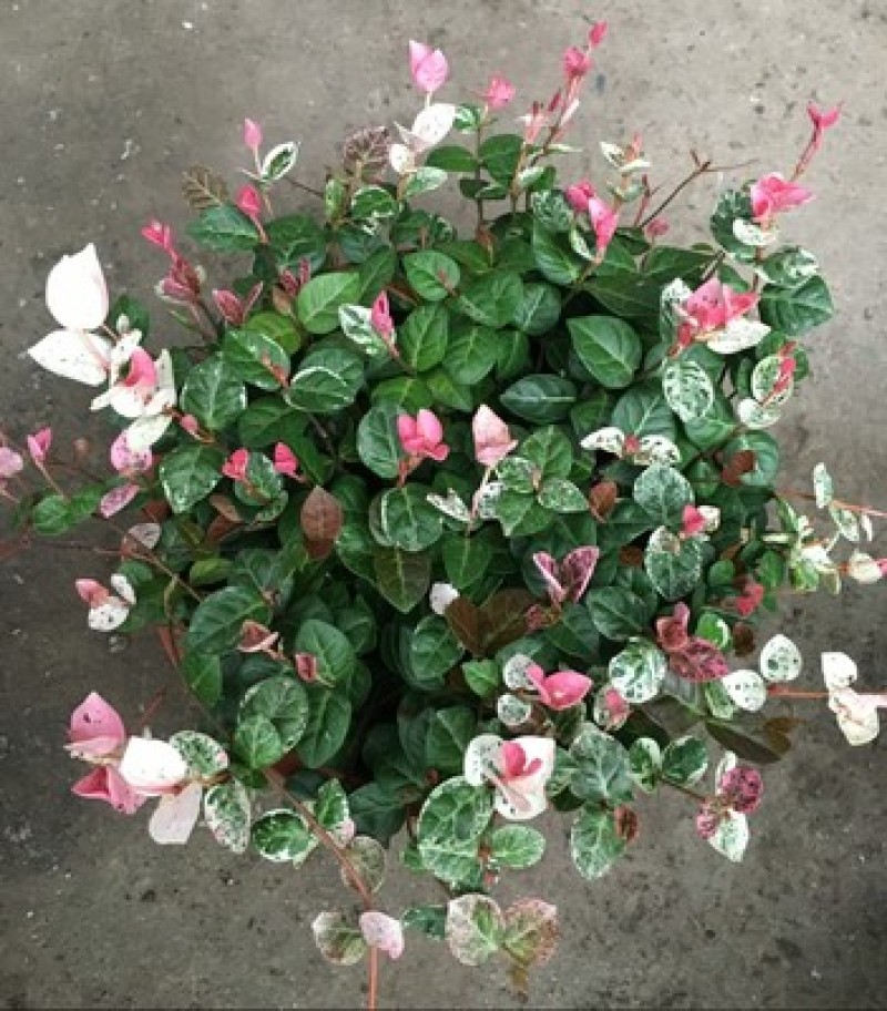花叶络石盆栽阳台庭院好养植物五彩花卉室内彩叶垂吊黄金络石