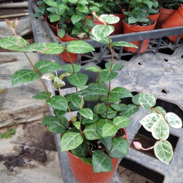 花叶络石盆栽阳台庭院好养植物五彩花卉室内彩叶垂吊黄金络石