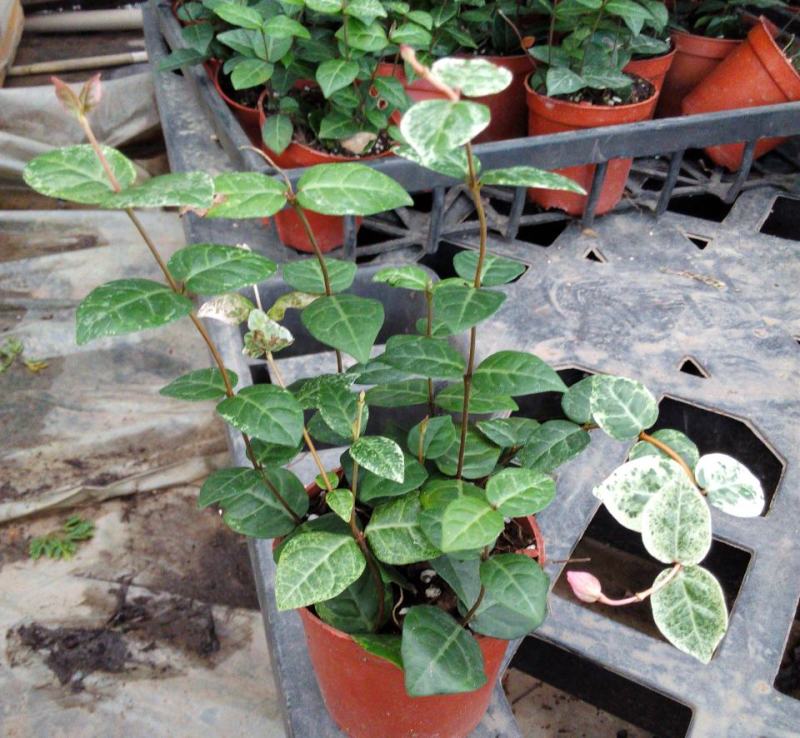 花叶络石盆栽阳台庭院好养植物五彩花卉室内彩叶垂吊黄金络石