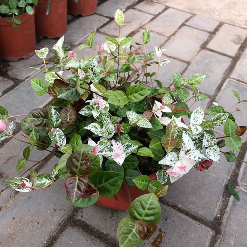 花叶络石盆栽阳台庭院好养植物五彩花卉室内彩叶垂吊黄金络石