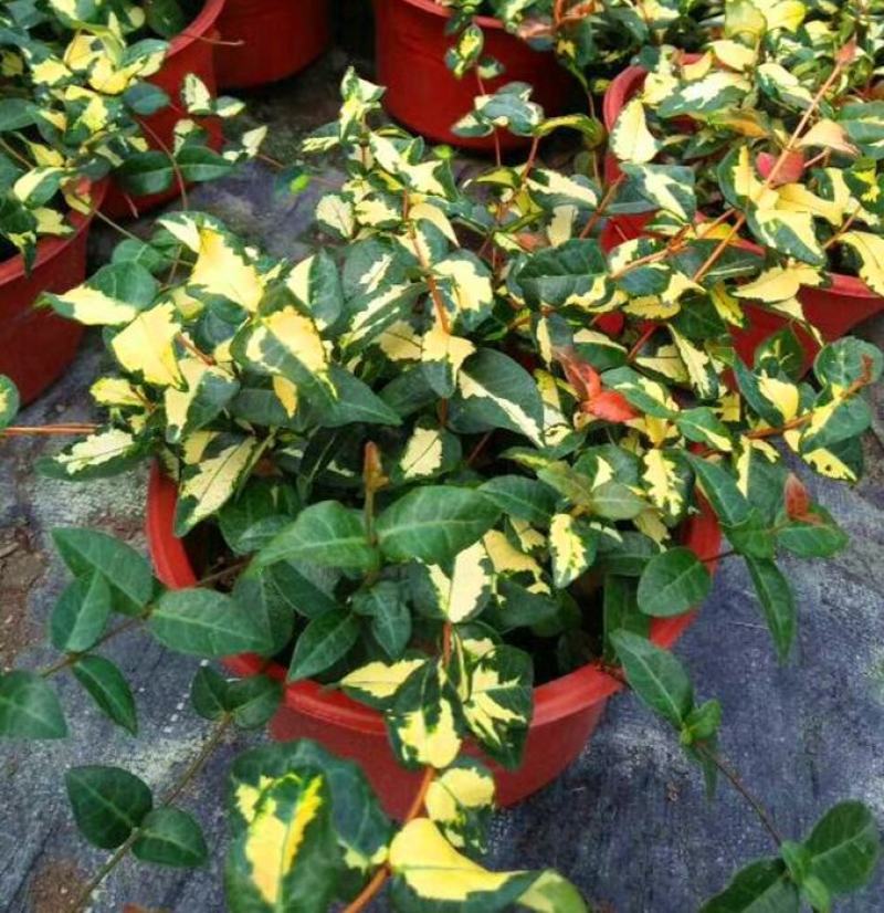 花叶络石盆栽阳台庭院好养植物五彩花卉室内彩叶垂吊黄金络石