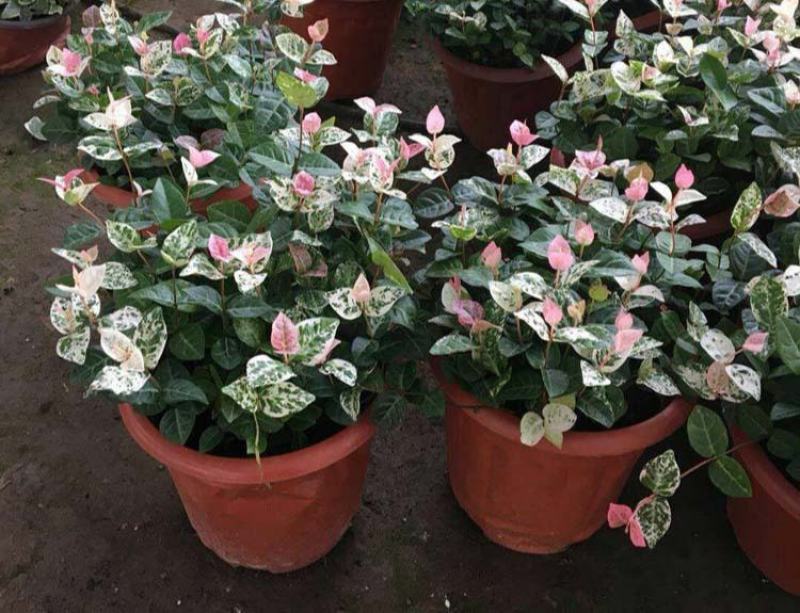 花叶络石盆栽阳台庭院好养植物五彩花卉室内彩叶垂吊黄金络石