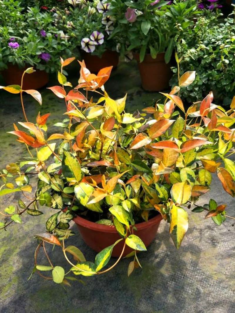 花叶络石盆栽阳台庭院好养植物五彩花卉室内彩叶垂吊黄金络石