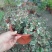 花叶络石盆栽阳台庭院好养植物五彩花卉室内彩叶垂吊黄金络石