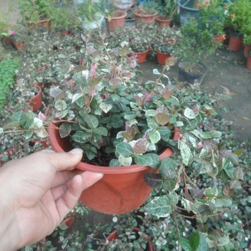 花叶络石盆栽阳台庭院好养植物五彩花卉室内彩叶垂吊黄金络石