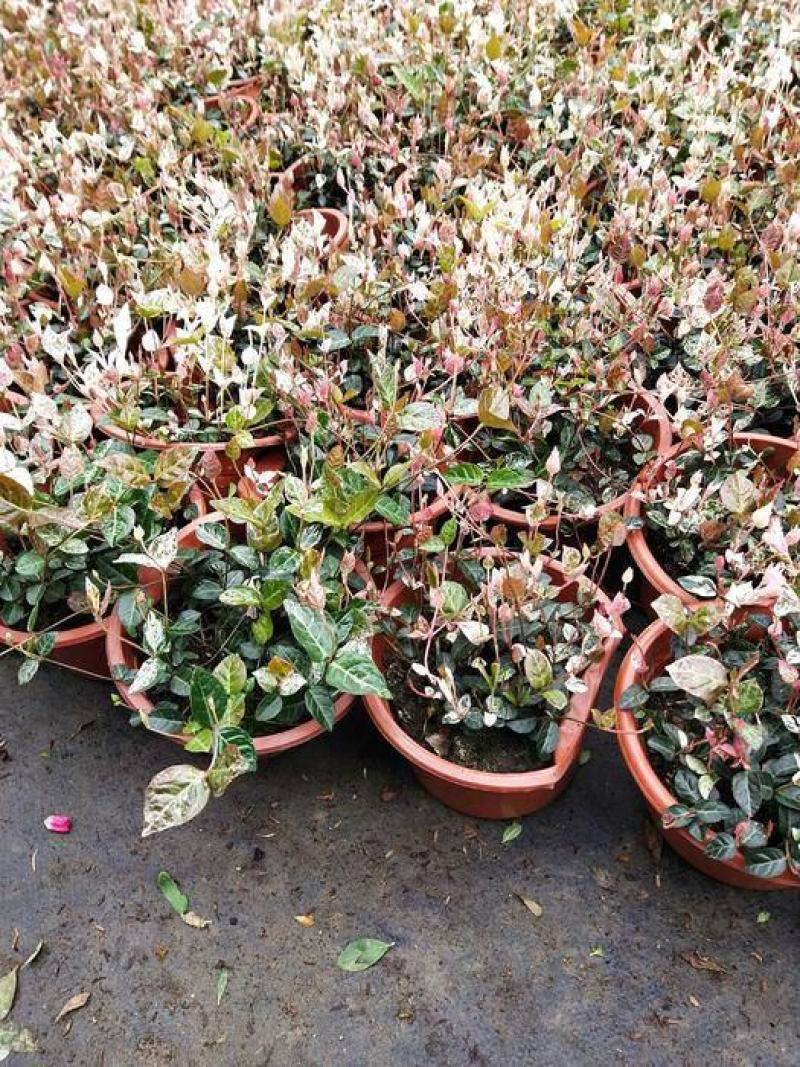 花叶络石盆栽阳台庭院好养植物五彩花卉室内彩叶垂吊黄金络石