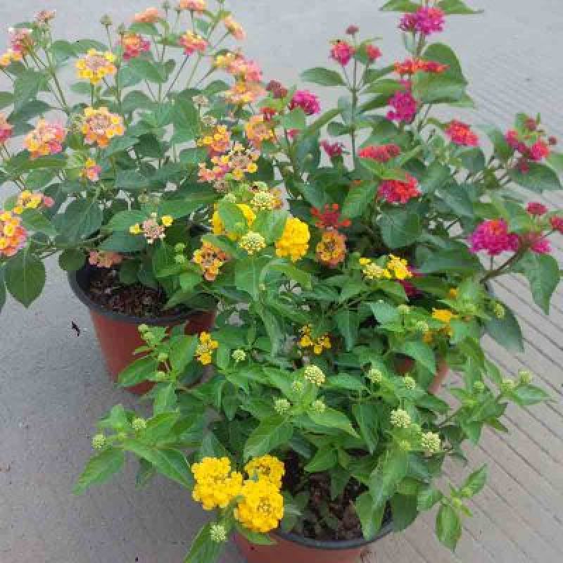 五色梅花苗盆栽花卉庭院阳台花园绿植马樱丹耐热耐晒花期长