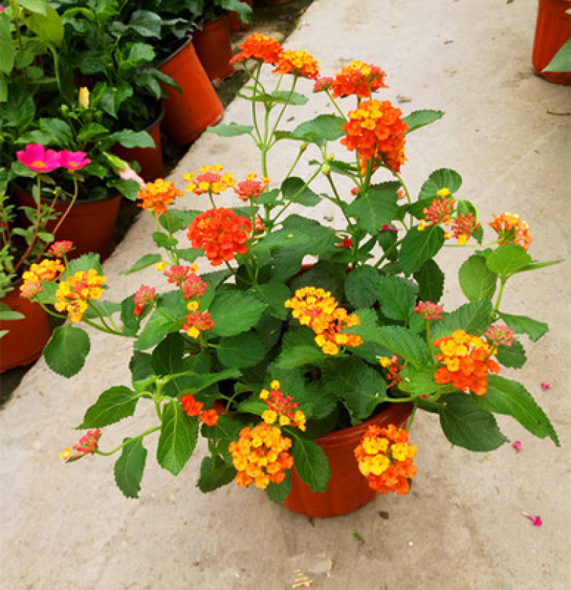 五色梅花苗盆栽花卉庭院阳台花园绿植马樱丹耐热耐晒花期长