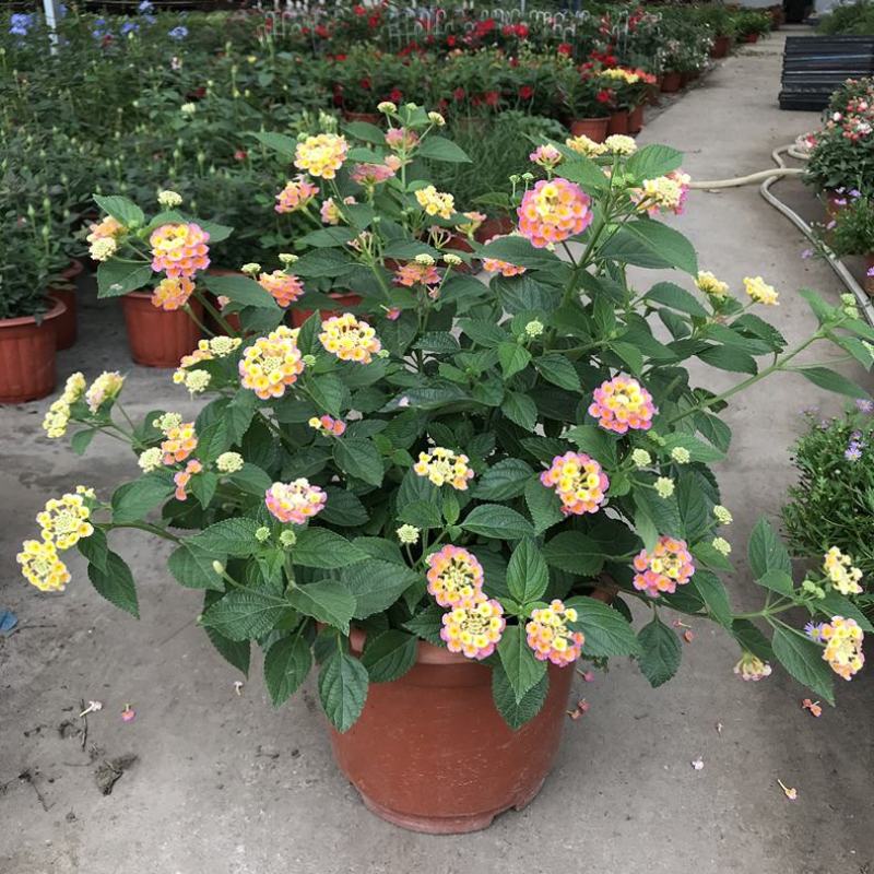 五色梅花苗盆栽花卉庭院阳台花园绿植马樱丹耐热耐晒花期长