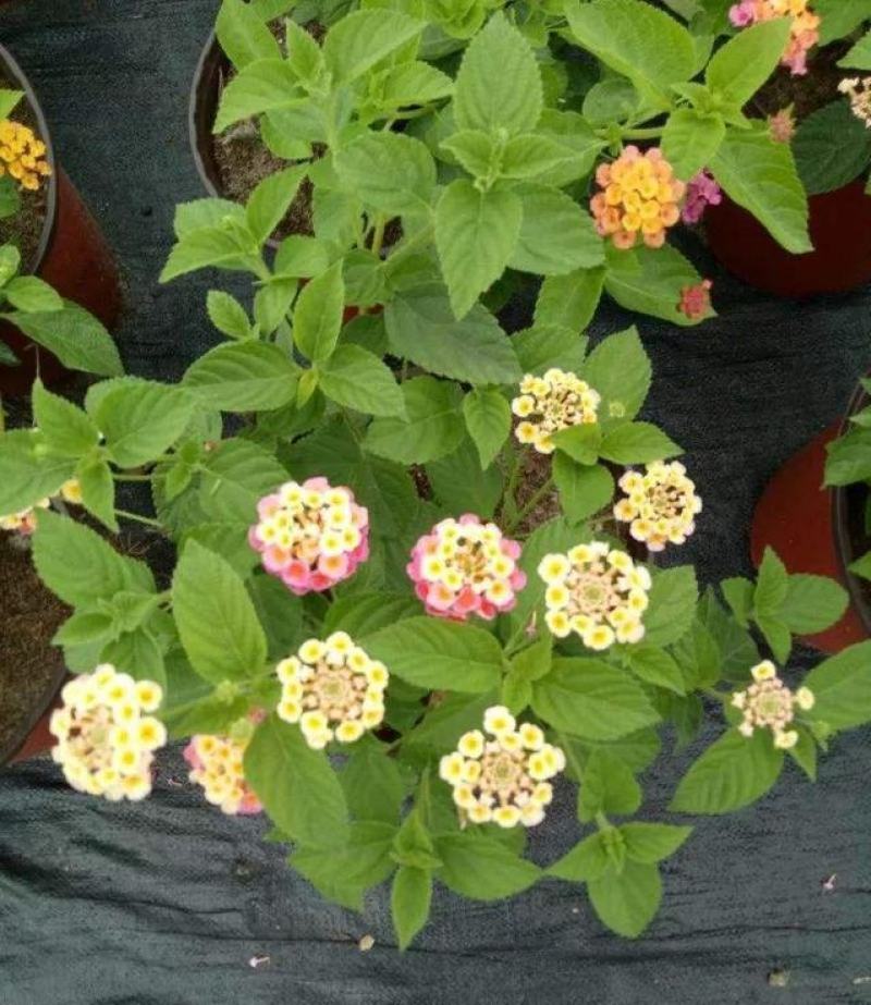 五色梅花苗盆栽花卉庭院阳台花园绿植马樱丹耐热耐晒花期长