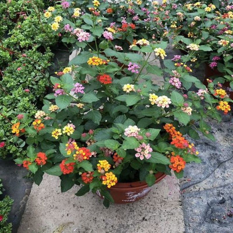 五色梅花苗盆栽花卉庭院阳台花园绿植马樱丹耐热耐晒花期长