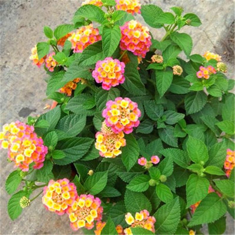 五色梅花苗盆栽花卉庭院阳台花园绿植马樱丹耐热耐晒花期长