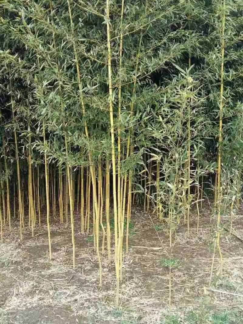 竹子苗庭院耐寒北方种植四季常青绿化青竹紫竹金镶玉竹黄金竹