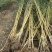 竹子苗庭院耐寒北方种植四季常青绿化青竹紫竹金镶玉竹黄金竹