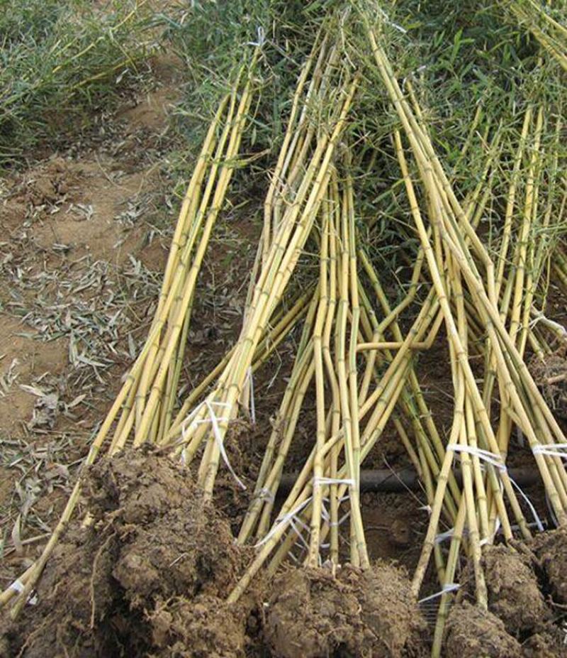 竹子苗庭院耐寒北方种植四季常青绿化青竹紫竹金镶玉竹黄金竹