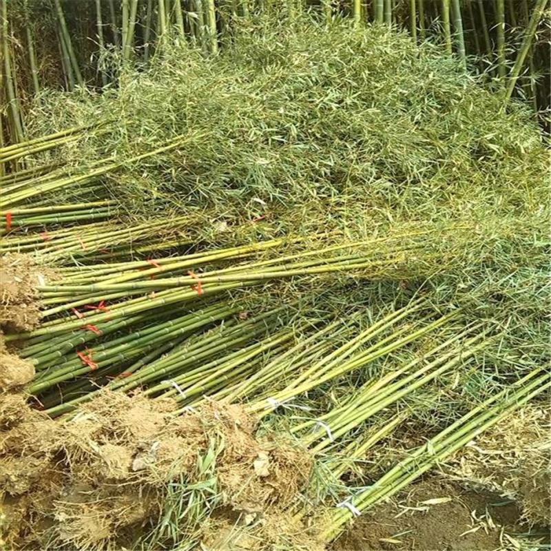 竹子苗庭院耐寒北方种植四季常青绿化青竹紫竹金镶玉竹黄金竹