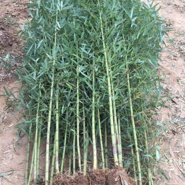 竹子苗庭院耐寒北方种植四季常青绿化青竹紫竹金镶玉竹黄金竹