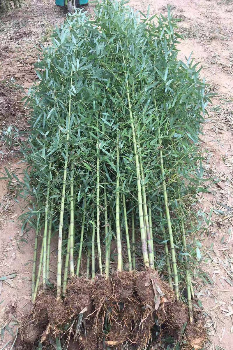 竹子苗庭院耐寒北方种植四季常青绿化青竹紫竹金镶玉竹黄金竹