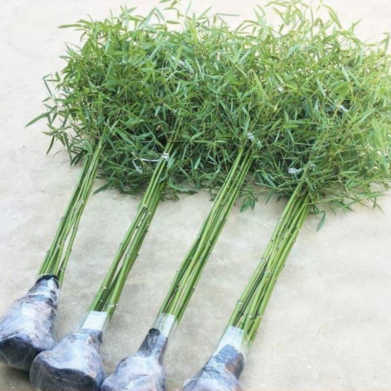 竹子苗庭院耐寒北方种植四季常青绿化青竹紫竹金镶玉竹黄金竹