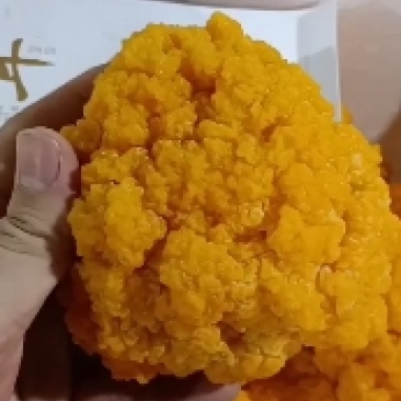 金耳菌