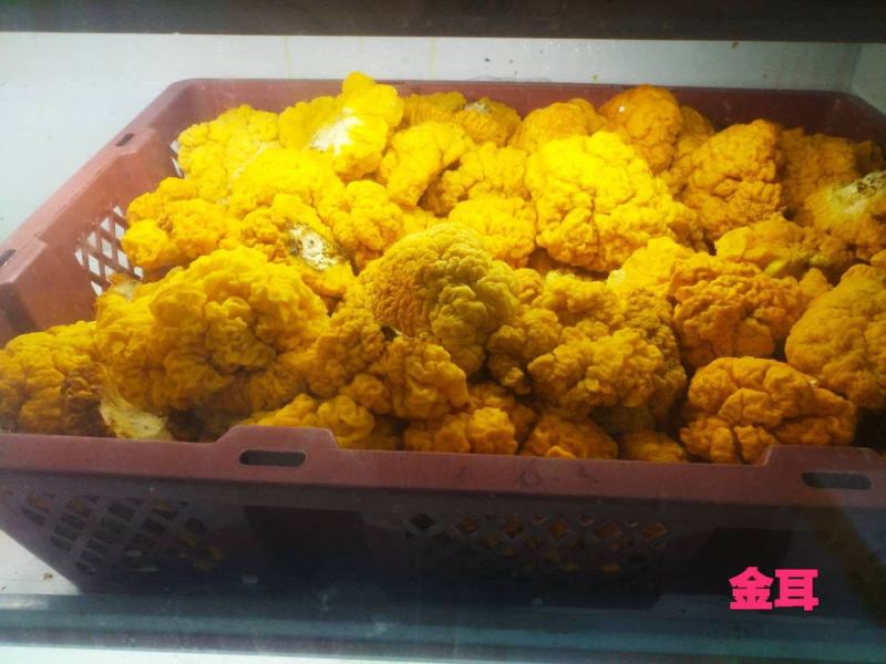 金耳菌